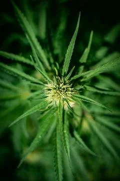 Cannabis plant from Bird's-eye view Stock Photos