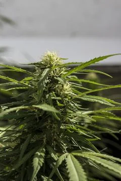 Cannabis plant bud developing with green leaves outdoors Stock Photos