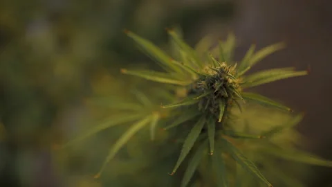 A cannabis plant close up Stock Footage 170623609