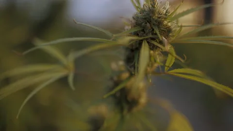 A cannabis plant close up Stock Footage 170625225