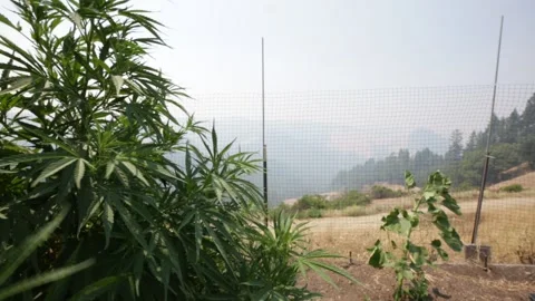 A CANNABIS Plant Experiencing Rough Winds During a WILDFIRE/Smoke, (HD 24p) Stock Footage 272192306