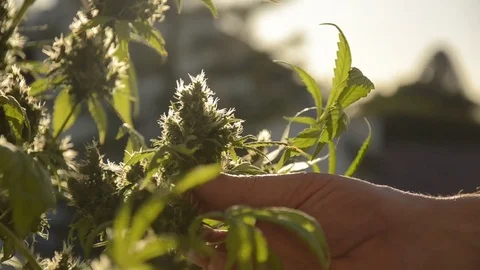 Cannabis plant Stock Footage 82286704