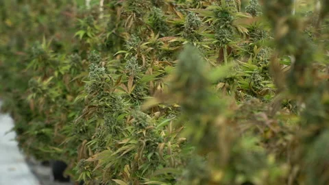 Cannabis plant Stock Footage 237337216