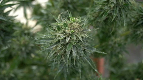 Cannabis plant Stock Footage 237337225
