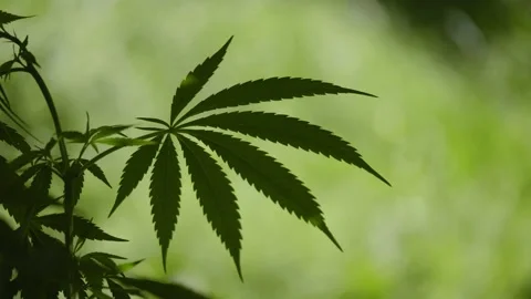 Cannabis plant leaf shape pattern design growing in open in the wild or nature Stock Footage 170706964
