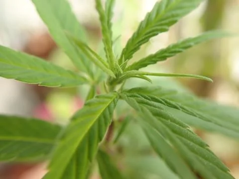 Cannabis Plant Macro Shot Angular Stock Photos