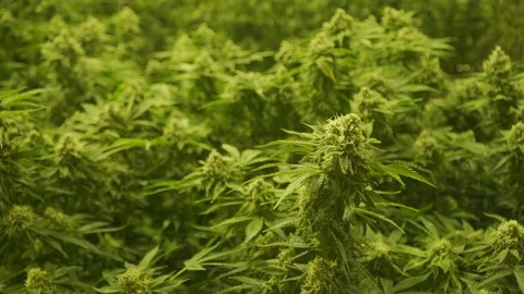 Cannabis plant rotation marijuana Stock Footage