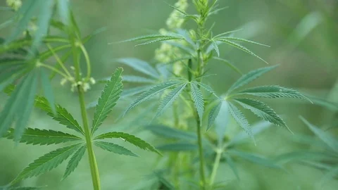 Cannabis plant. Selective focus. Stock Footage 112912286