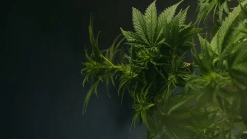 Cannabis plant. Smoke effect. Vertical orientation Vídeos de archivo 149187134