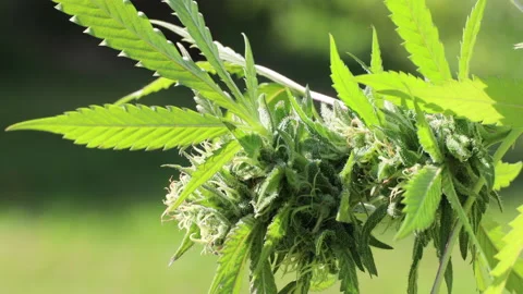 Cannabis plant in the wind Stock Footage 141188368