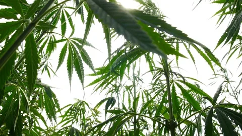 Cannabis plantation in the sun Vídeos de archivo 112142187