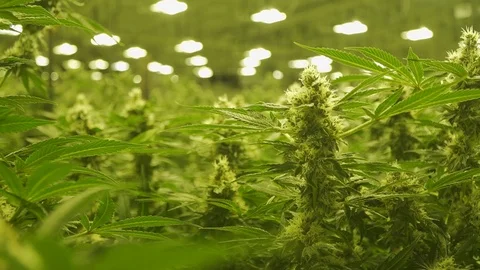 Cannabis plants close up Stock Footage 123269163