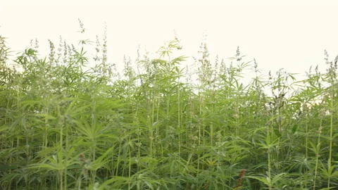 Cannabis plants on field Stock Footage 137922020