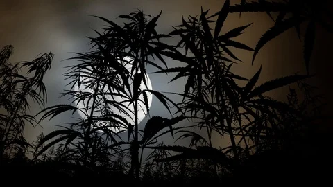 Cannabis Plants Field: Time Lapse by Night with Full Moon Stock Footage 122367637