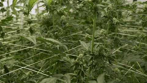 Cannabis plants Stock Footage 77081514