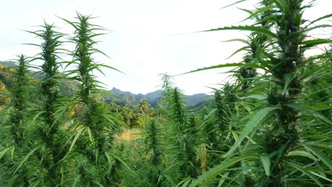 Cannabis Plants Stock Footage 165414755