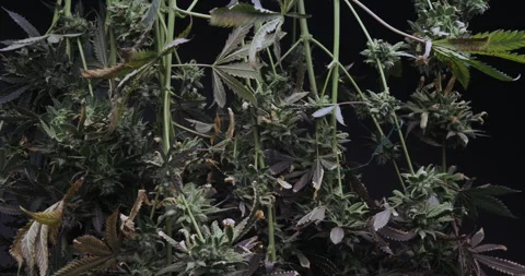 Cannabis Plants Hanging Upside Down in Drying Room, Capturing Post-Harvest Stock Footage 292967577