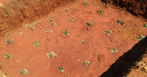 Cannabis plants in a pit Stock Footage 292123918