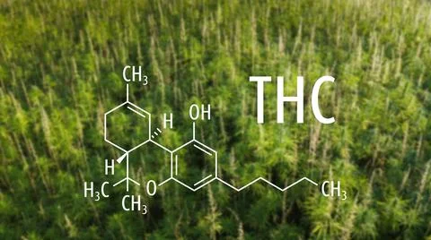 Cannabis plants with the THC formula Stock Photos