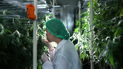 Cannabis researcher in nightshift checking sniff cannabis flower in lab far.. Video stock 238431422
