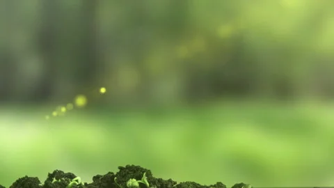 Cannabis rolling towards the sun, young cannabis sprouts, time lapse Stock Footage 151076789
