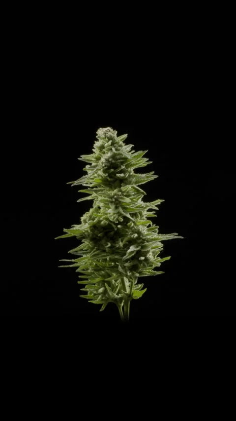 Cannabis Rotate 2 Stock Footage 340671686