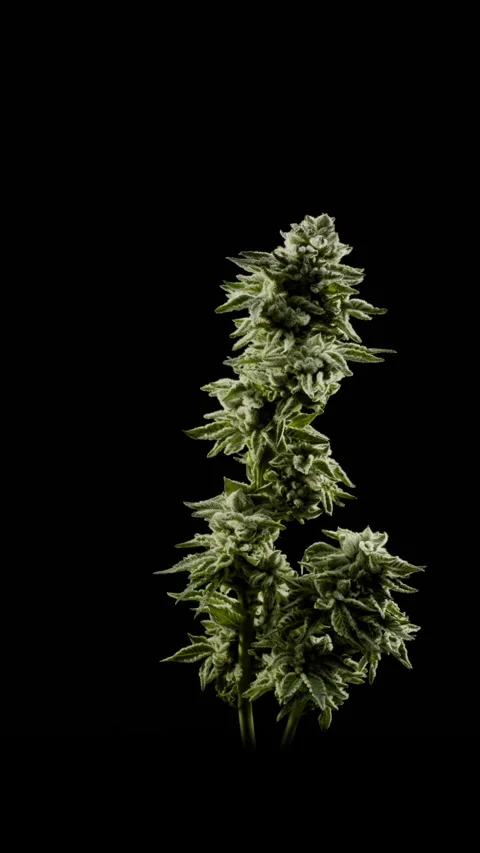 Cannabis Rotate 3 Stock Footage 340671714