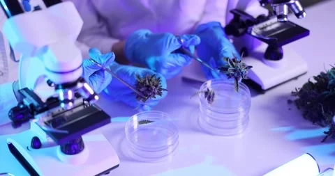 Cannabis samples cut into Petri dish researched in purple lab Stock Footage 314111761