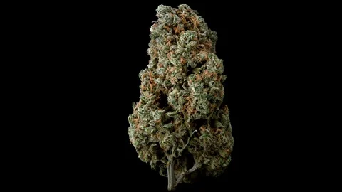 Cannabis Sativa Blue Dream Macro 360 Stock Footage