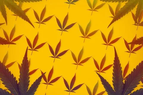 Cannabis sativa leafs forming a pattern Isolated on orange background Foto stock