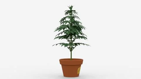 Cannabis sativa on white background Stock Illustration
