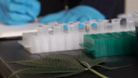Cannabis scientific note taking Stock Footage 101033273