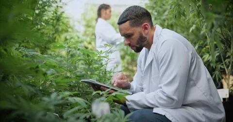 Cannabis, scientist or man with tablet in greenhouse, cultivation report or Stock Footage 336302461