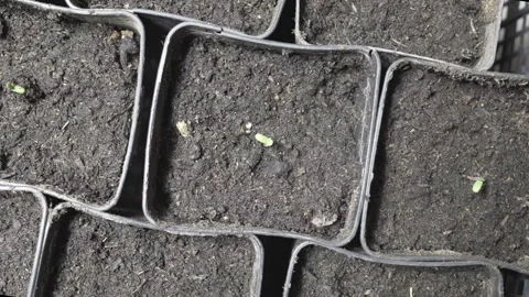 Cannabis seed germination close-Up Stock Footage 315958853