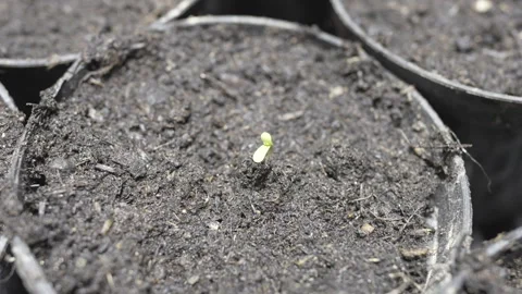 Cannabis seedling developing leaves Stock Footage 315958929