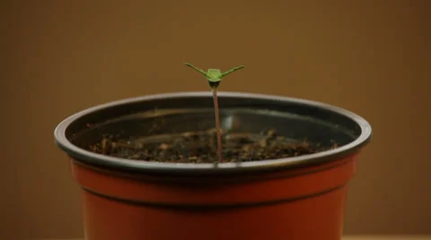 Cannabis seedling 库存影片 37005271