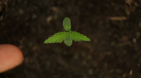 Cannabis seedling 库存影片 37014481