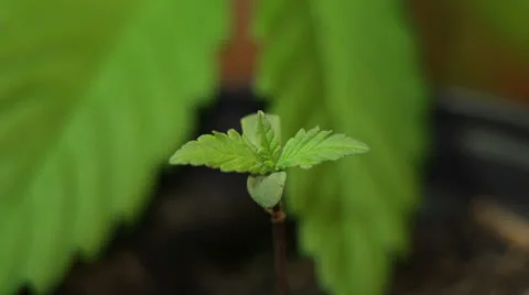 Cannabis seedling 库存影片 37015291
