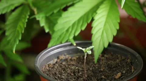 Cannabis seedling Stock Footage 37027304