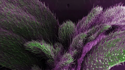 Cannabis Seedling, SEM 動画素材 113219172