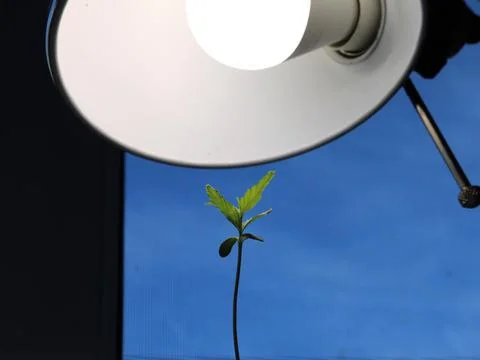Cannabis seedling under the light of a table lamp Stock Photos