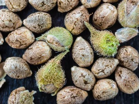 Cannabis seeds. Close-up. top view. Stock Photos