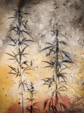 Cannabis shadow Stock Photos