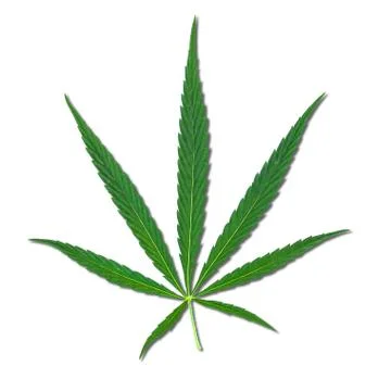 Cannabis sheet isolate Stock Photos