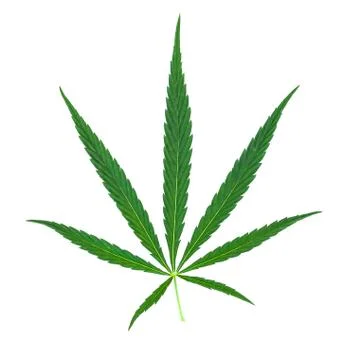 Cannabis sheet isolate Stock Photos