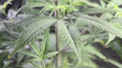Cannabis smoke Stock Footage 121123008