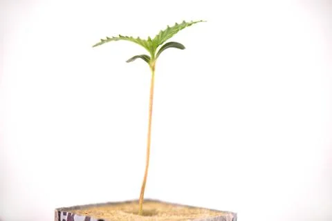 Cannabis sprout on a cube with the first two leaves growing, isolated over wh Foto stock