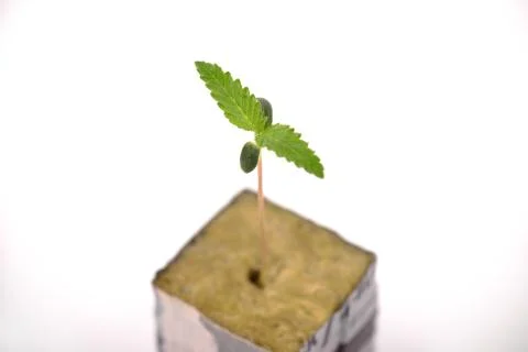 Cannabis sprout on a cube with the first two leaves growing, isolated over wh Stock Photos