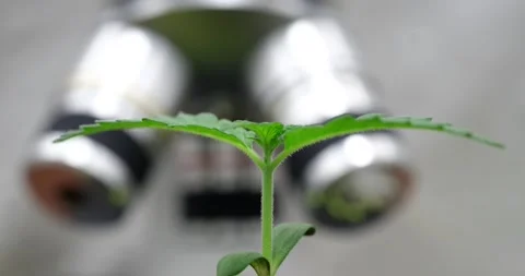 Cannabis sprout grows against blurred microscope time lapse Stock Footage 278967459
