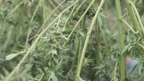 Cannabis stem and bud drying outdoors Stock Footage 316184162